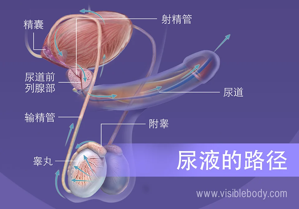 2020-Pathway-of-Sperm Chinese.webp