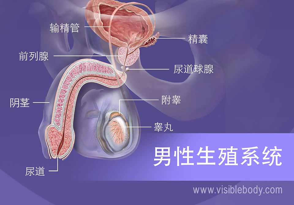 2020-Male-Reproductive-System Chinese.webp