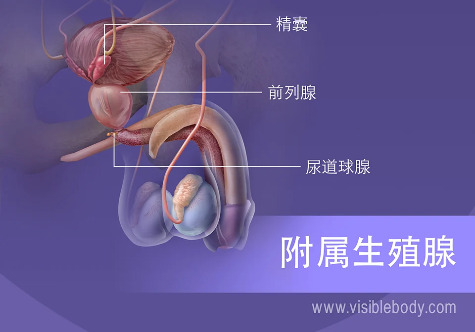 2020-Accessory-Reproductive-Glands Chinese.webp