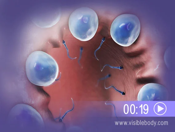 Spermatogenesis-Cover.webp