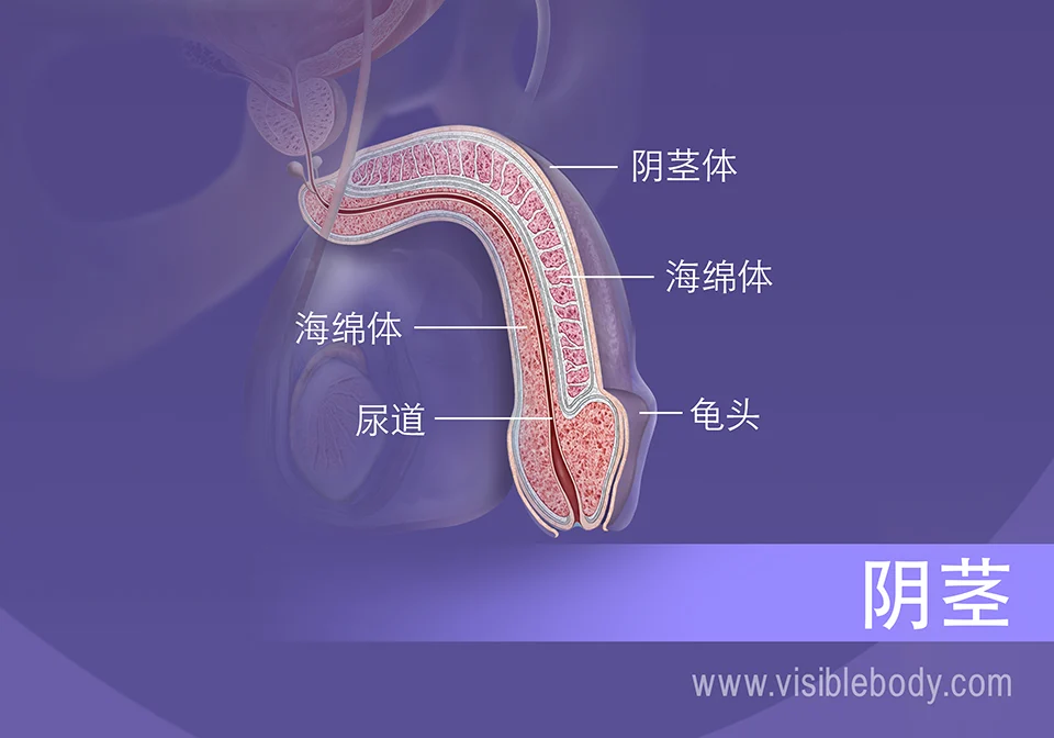 2020-Penis Chinese.webp